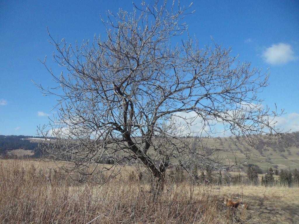 Pokoje Goscinne Na Stromej ซาโกปาเน ภายนอก รูปภาพ